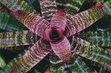 وریزیا فوستریانا